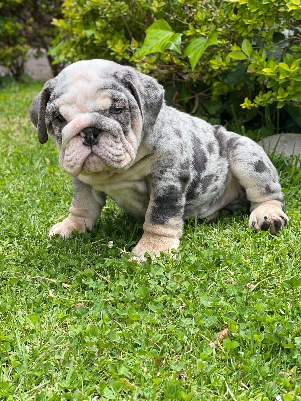 English bulldog choco tree female Hershey - 4