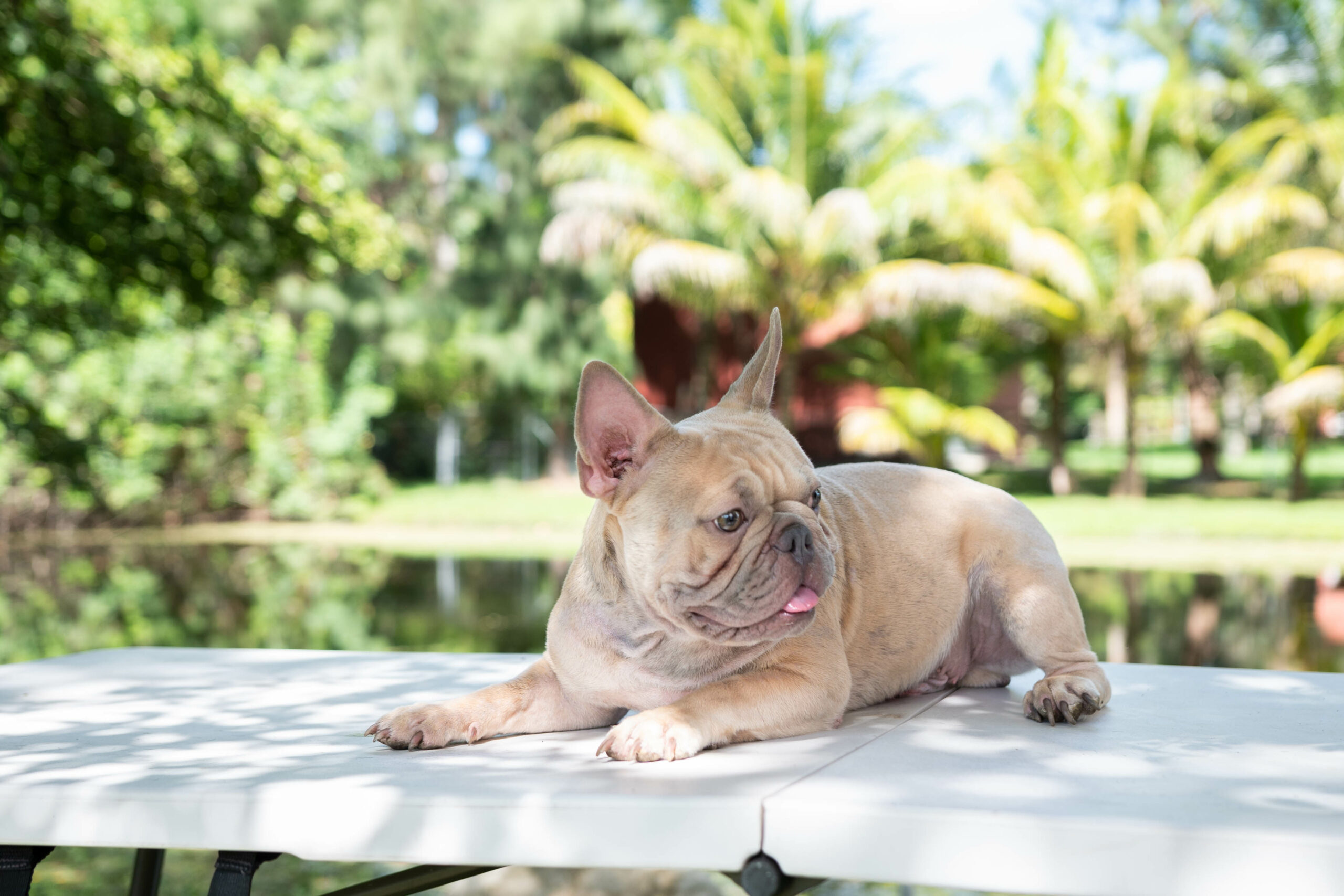 Lauren Beautiful French Bulldog Chocolate Isabella Carrier - 6