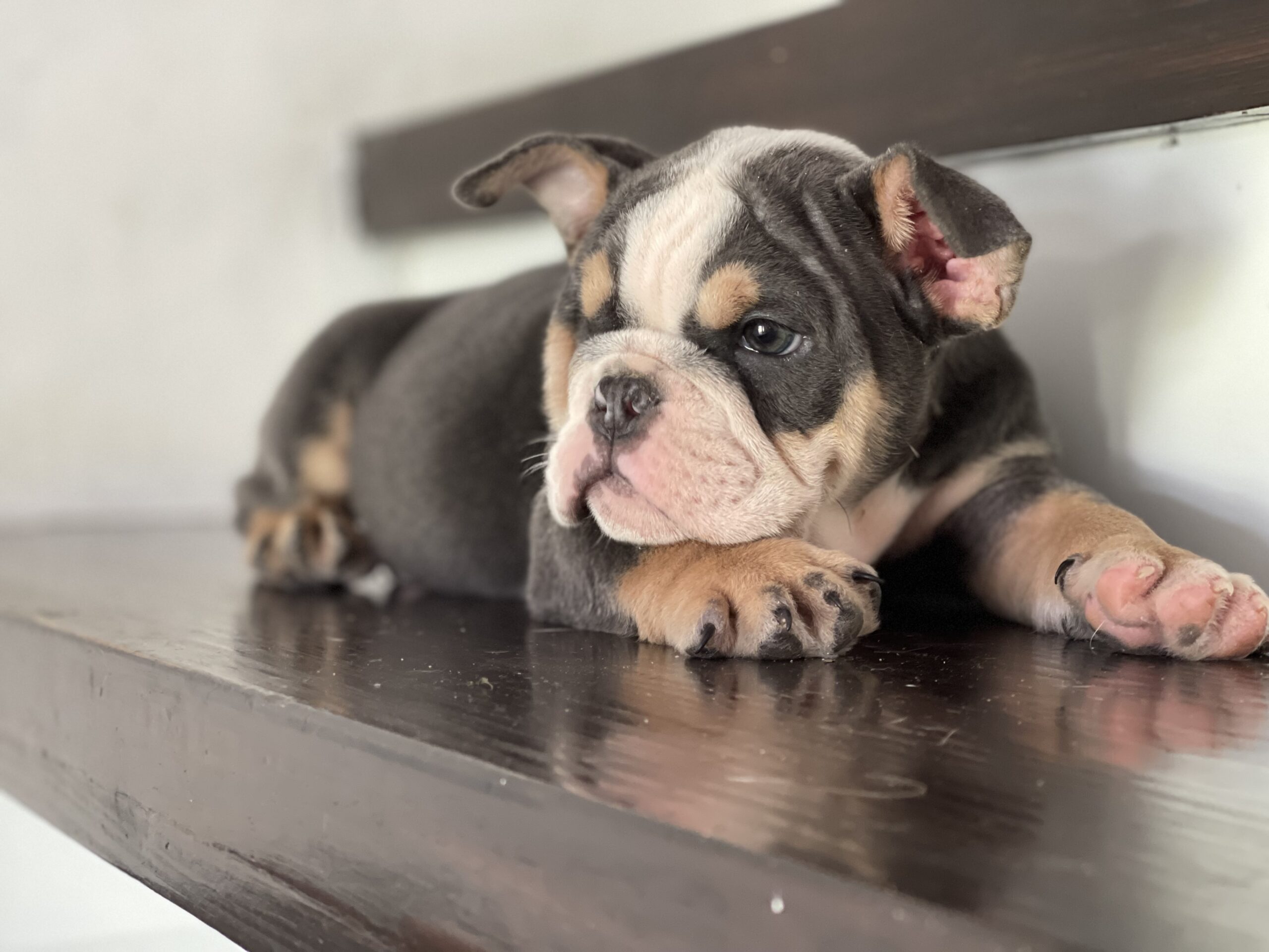 English bulldog blue tree Female Gabbana - 4