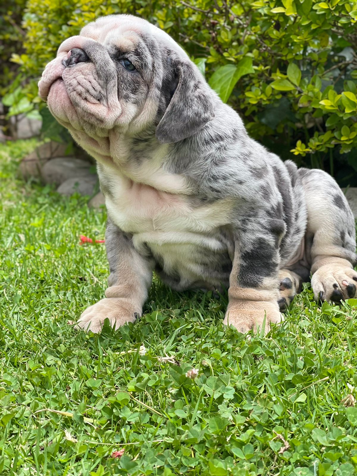 English bulldog choco tree female Hershey - 3