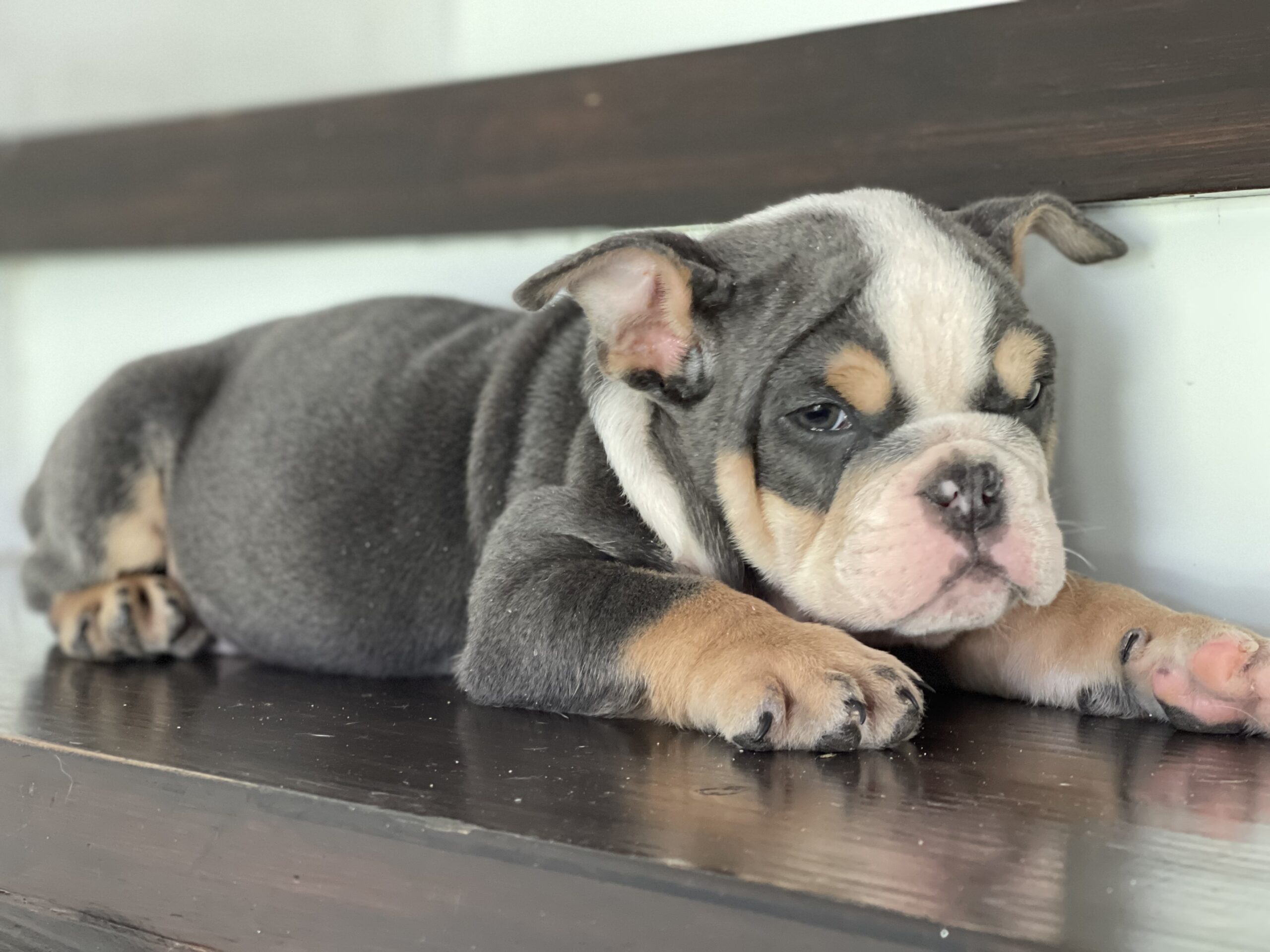 English bulldog blue tree Female Gabbana - 2