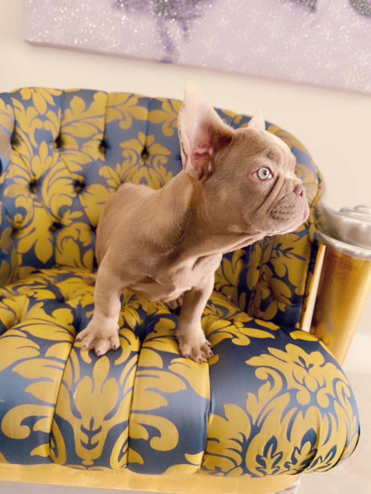 Master bulldog Lambo Beautiful Exotic French Bulldog Lilac Sable (stud service) - 2