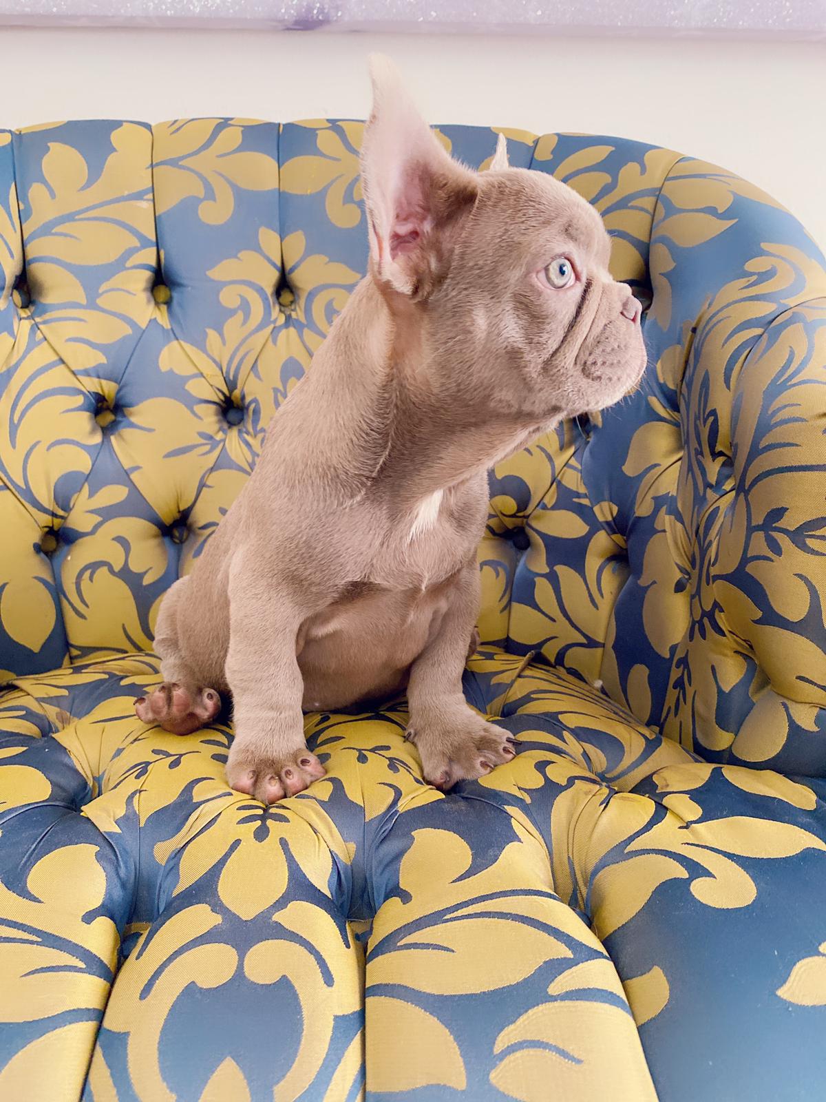 Master bulldog Lambo Beautiful Exotic French Bulldog Lilac Sable (stud service) - 14