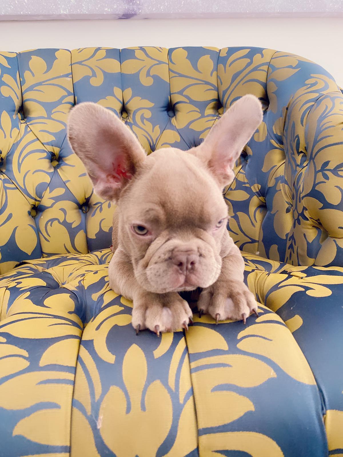 Master bulldog Lambo Beautiful Exotic French Bulldog Lilac Sable (stud service) - 13