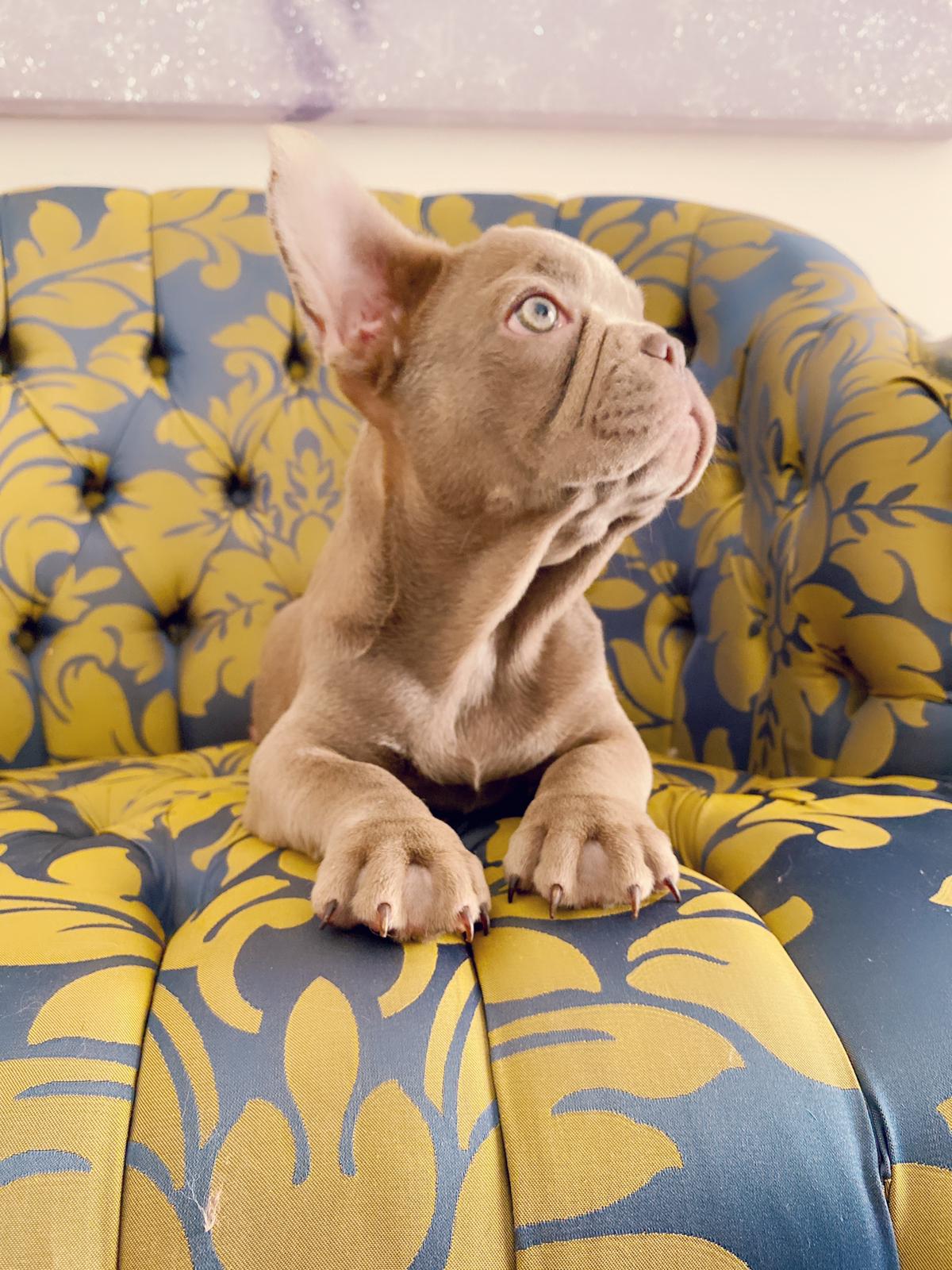 Master bulldog Lambo Beautiful Exotic French Bulldog Lilac Sable (stud service)