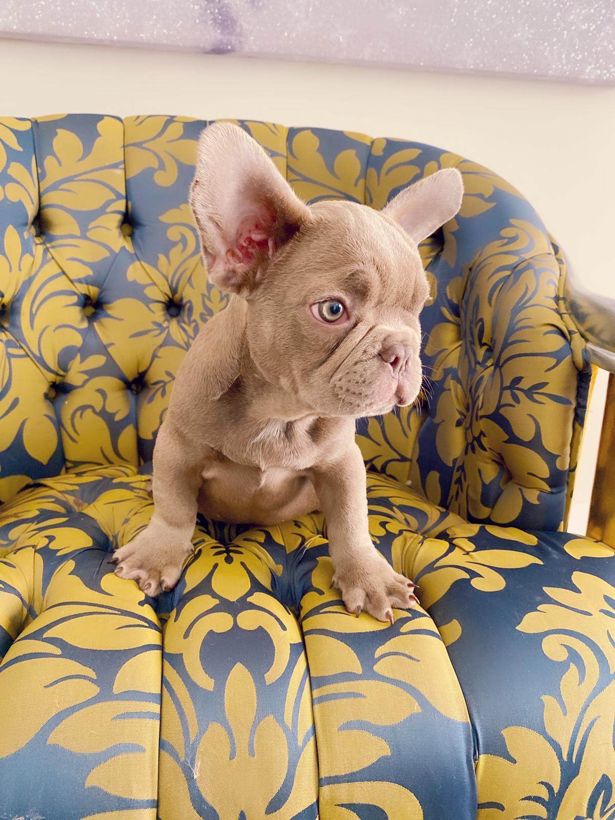 Master bulldog Lambo Beautiful Exotic French Bulldog Lilac Sable (stud service) - 9