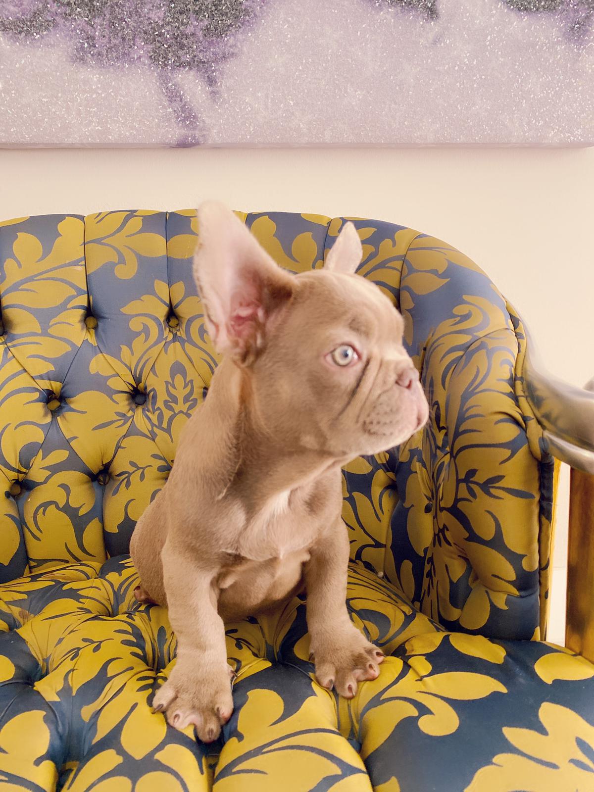 Master bulldog Lambo Beautiful Exotic French Bulldog Lilac Sable (stud service) - 7