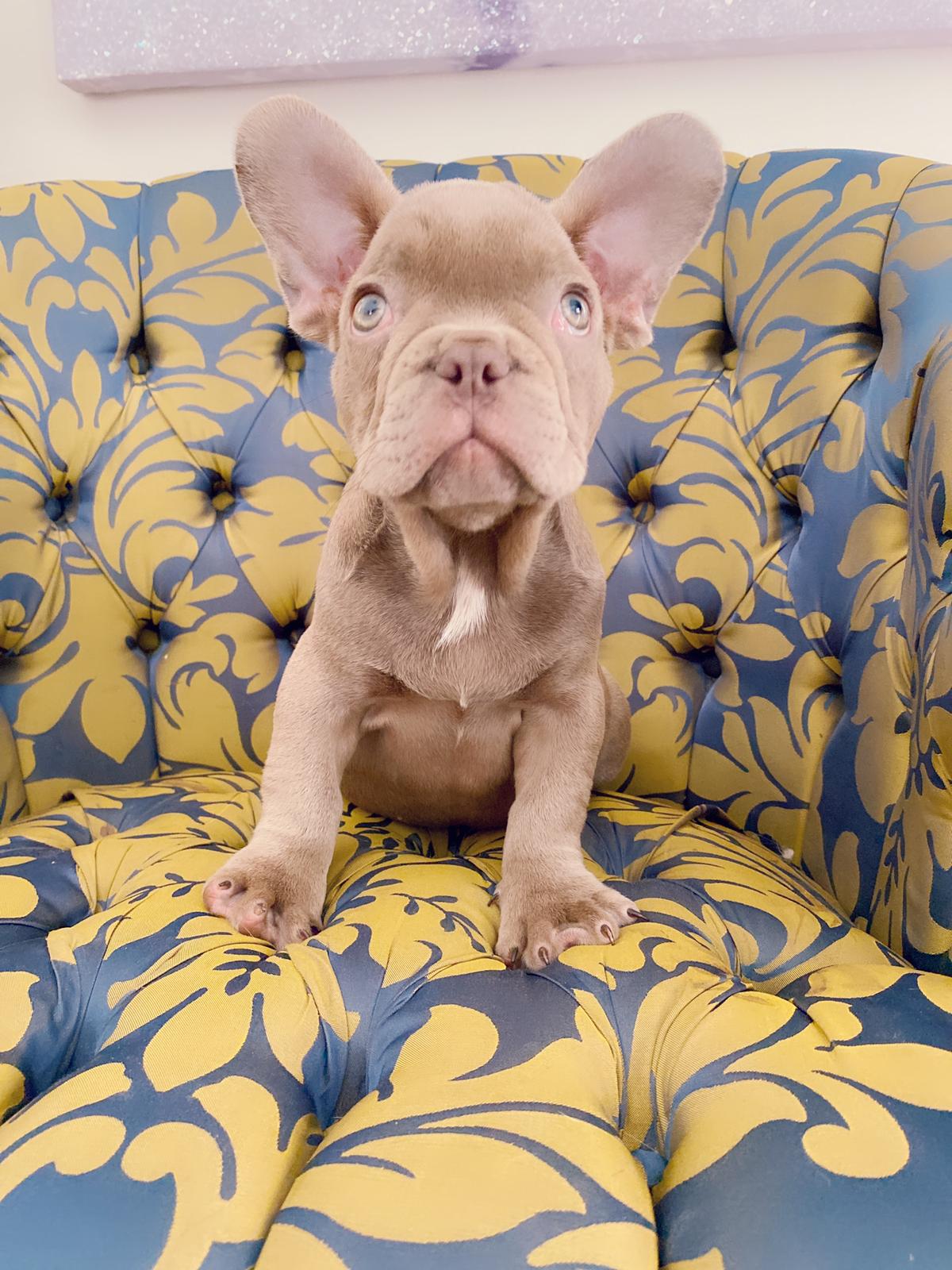 Master bulldog Lambo Beautiful Exotic French Bulldog Lilac Sable (stud service) - 6