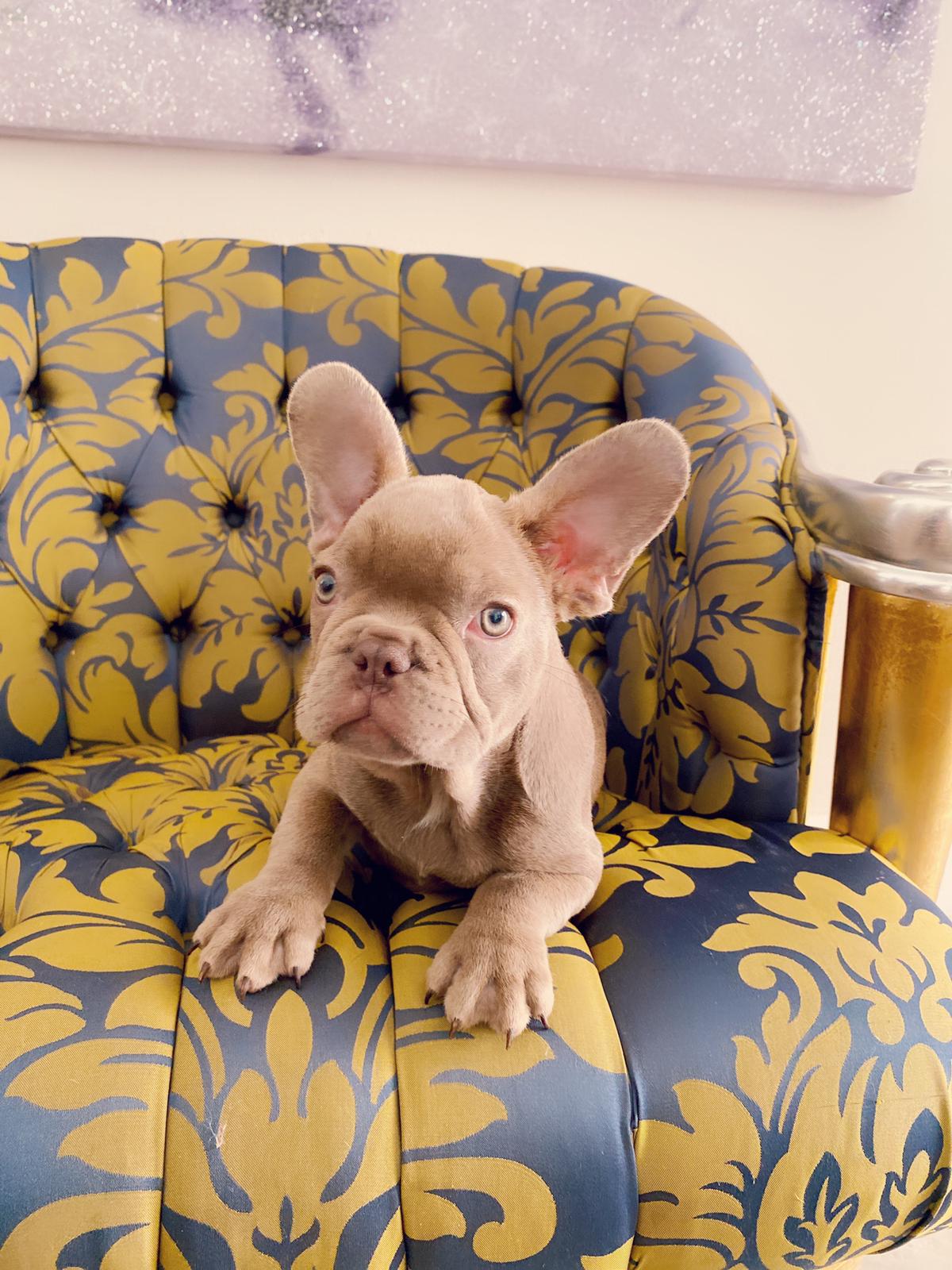 Master bulldog Lambo Beautiful Exotic French Bulldog Lilac Sable (stud service) - 4