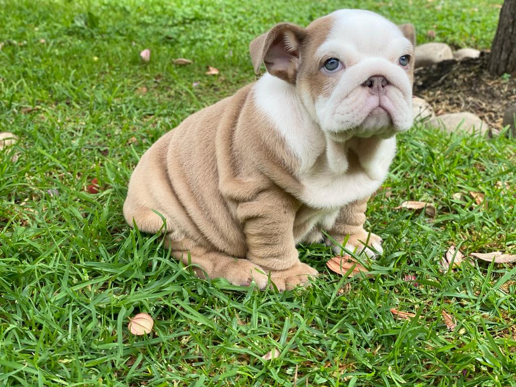 Benito!! Beautiful Exotic French Bulldog Choco Pied Isabella Carrier - 5