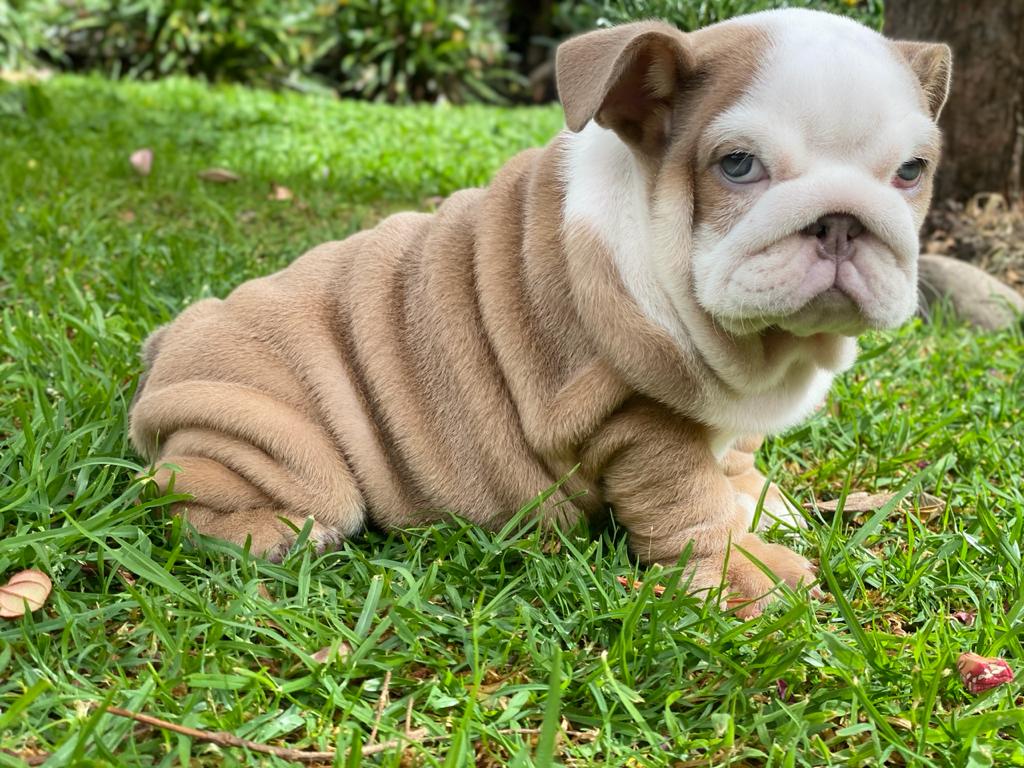 Benito!! Beautiful Exotic French Bulldog Choco Pied Isabella Carrier - 6