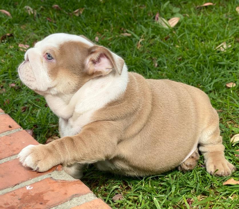 Benito!! Beautiful Exotic French Bulldog Choco Pied Isabella Carrier - 8