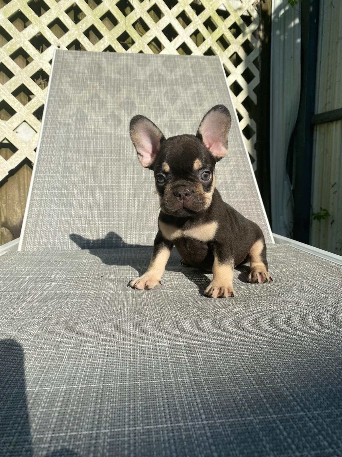 Goofy Beautiful Exotic French Bulldog Lilac Isabella Carrier - 2