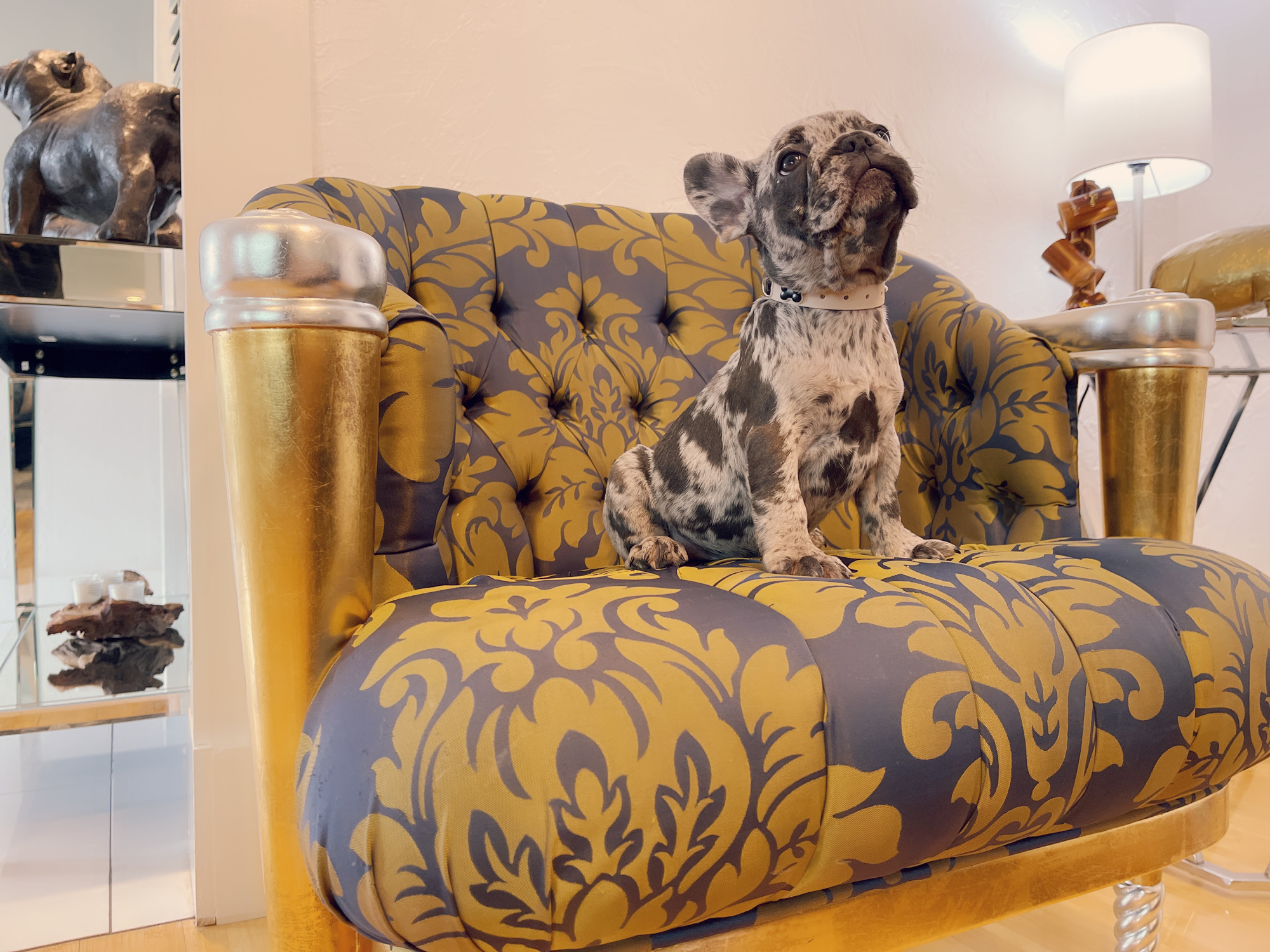 Cloe Beautiful Exotic French Bulldog Blue Merle - 7