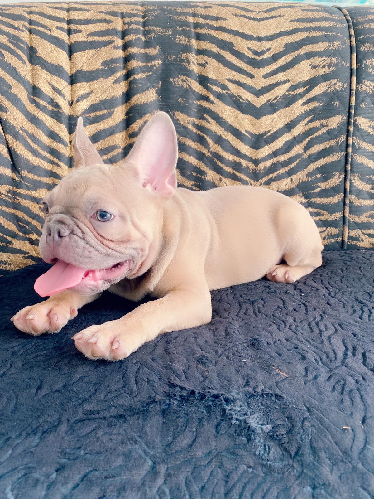 Lauren Beautiful French Bulldog Chocolate Isabella Carrier - 2