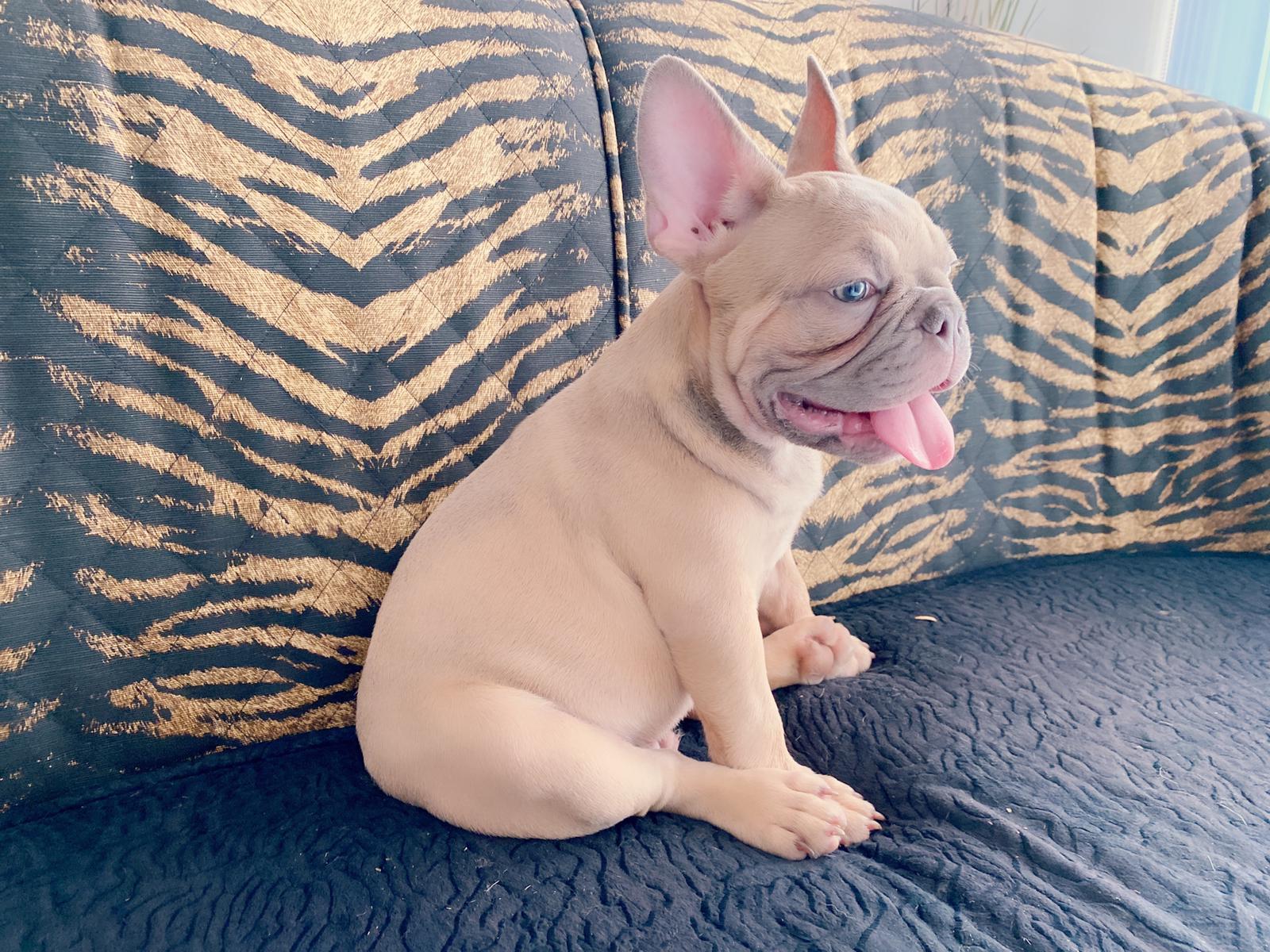 Lauren Beautiful French Bulldog Chocolate Isabella Carrier - 5