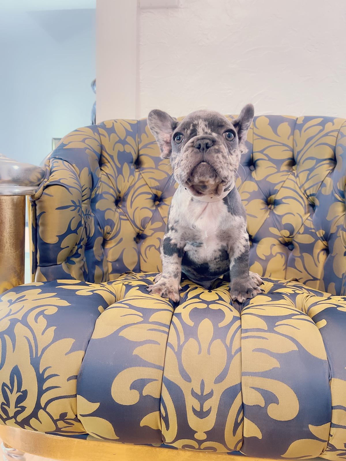 Cloe Beautiful Exotic French Bulldog Blue Merle - 5