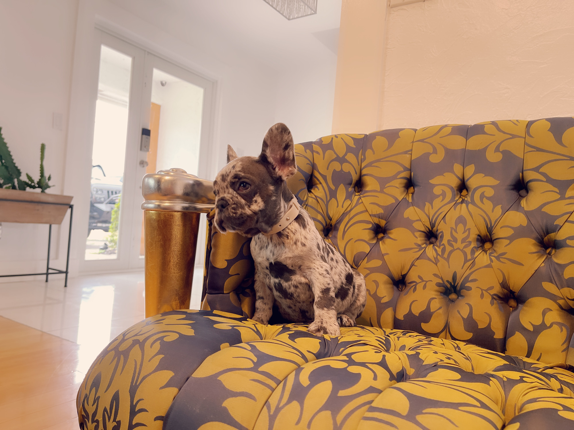 Cloe Beautiful Exotic French Bulldog Blue Merle - 3