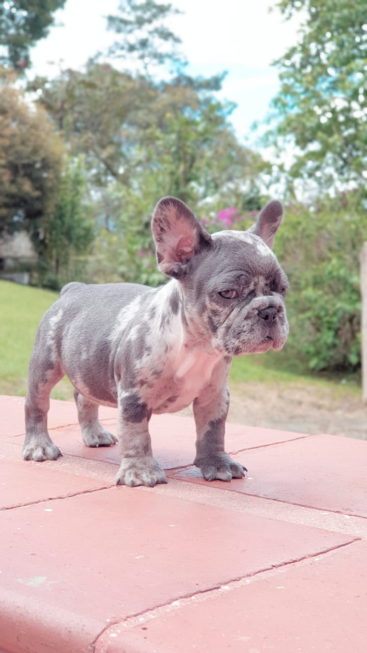 Cloe Beautiful Exotic French Bulldog Blue Merle - 2