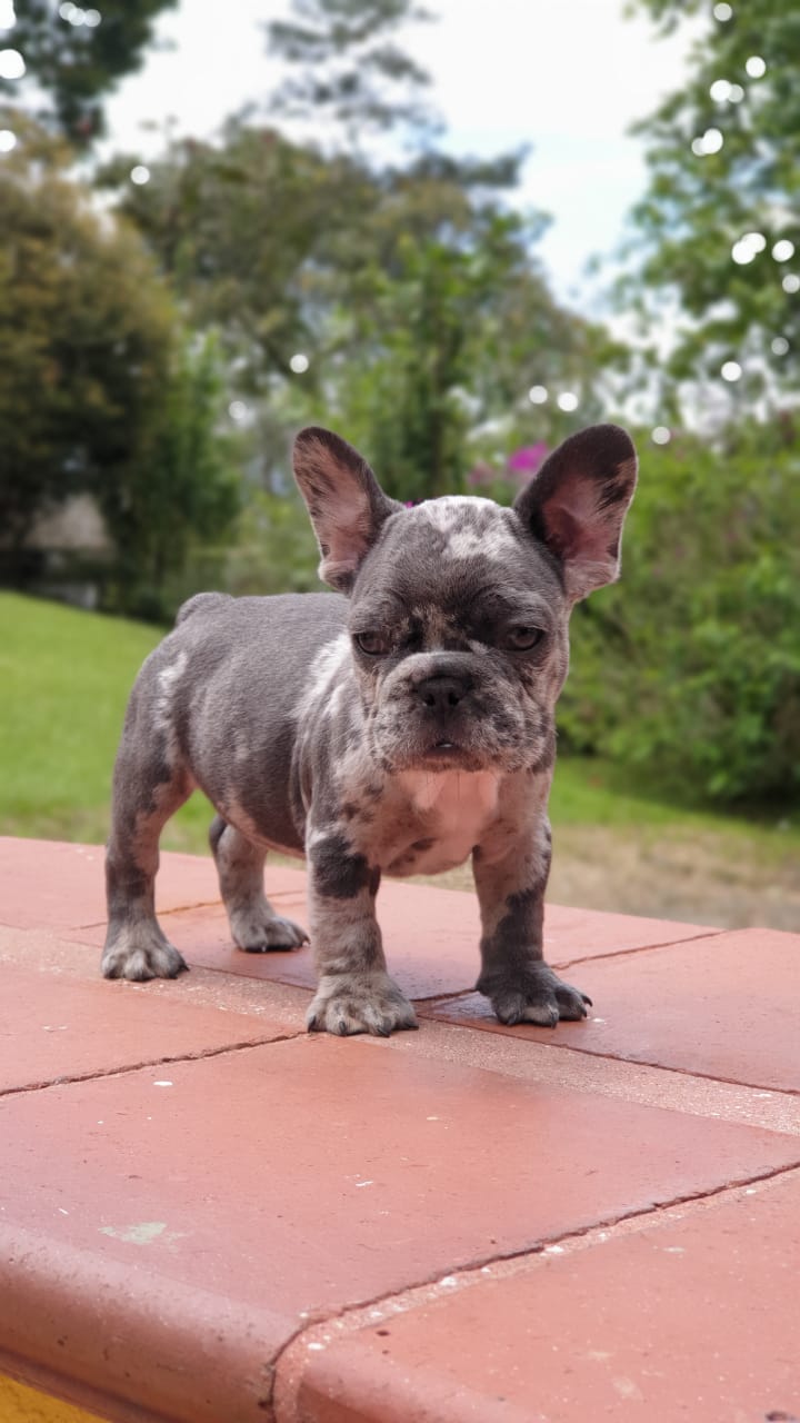 Cloe Beautiful Exotic French Bulldog Blue Merle - 3