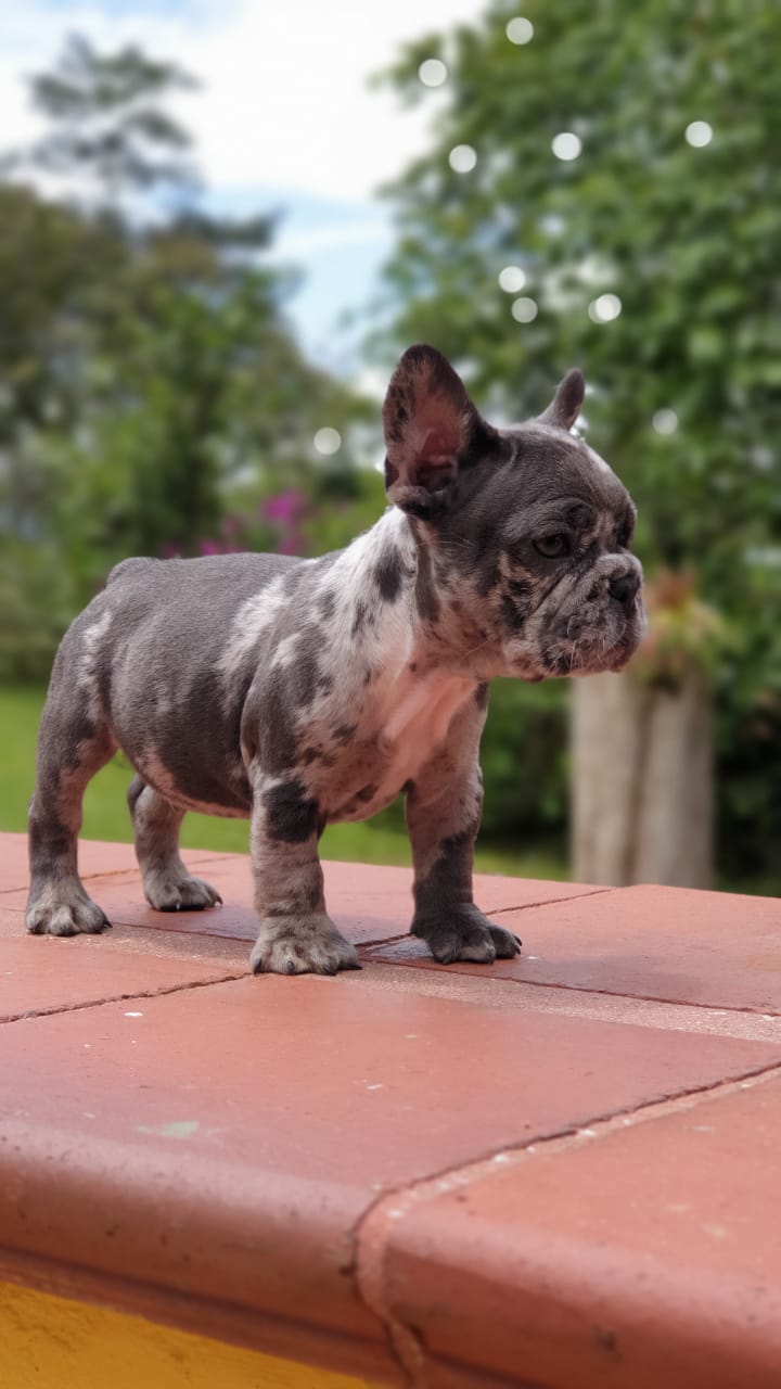 Cloe Beautiful Exotic French Bulldog Blue Merle - 5