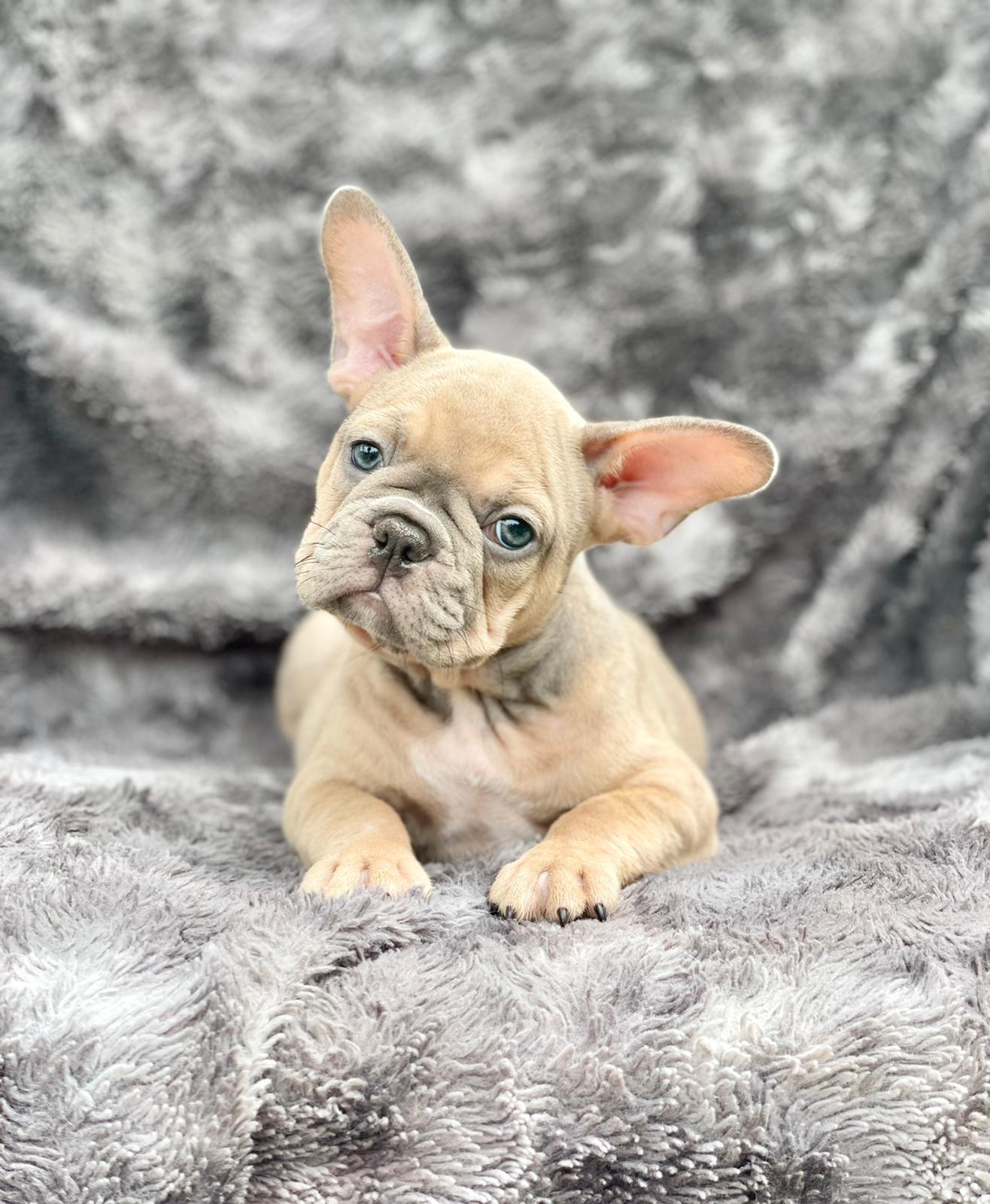 Exotic English bulldog choco fawn Balenciaga - 4