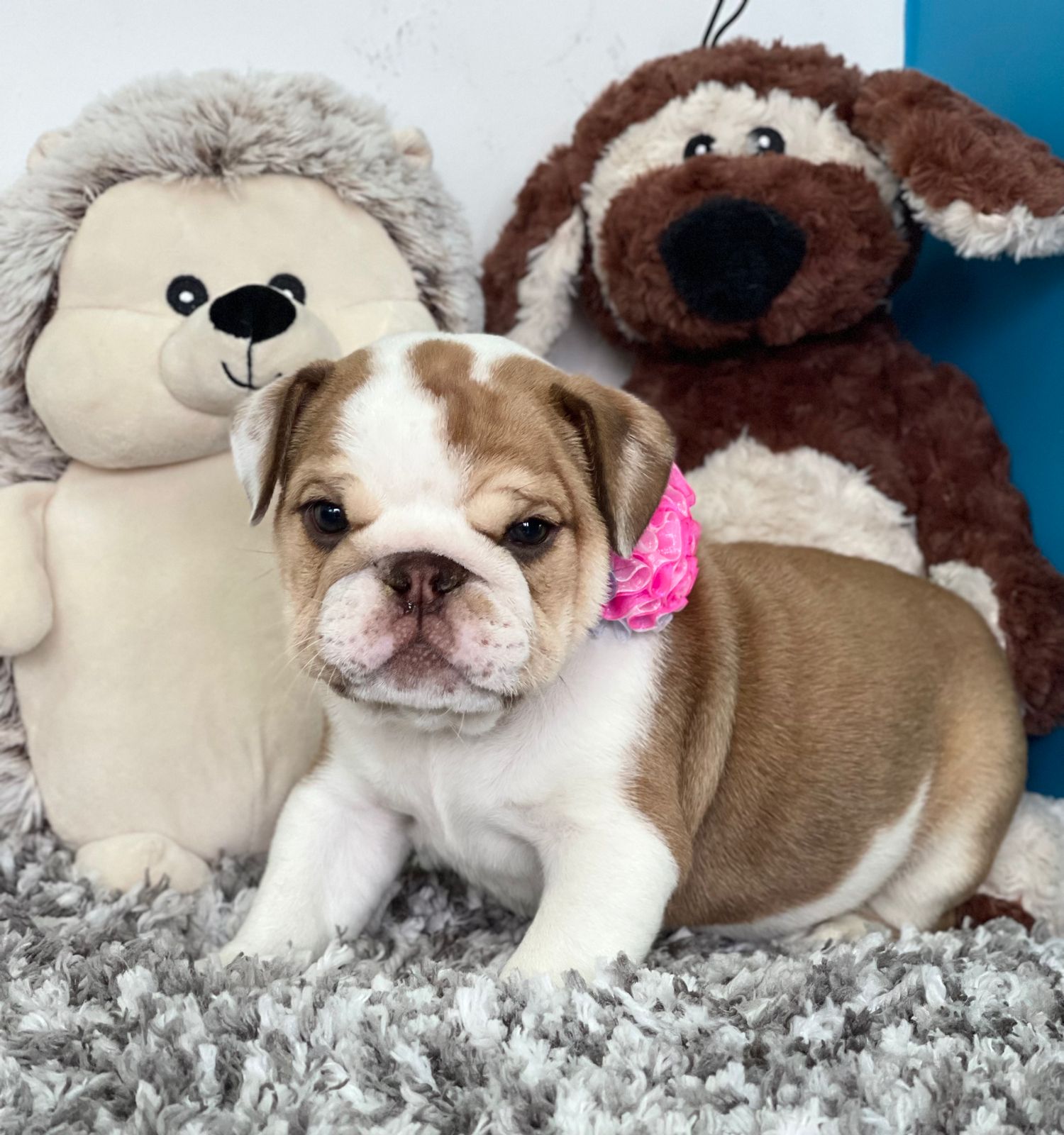 Exotic English Bulldog blue tree Versace - 2