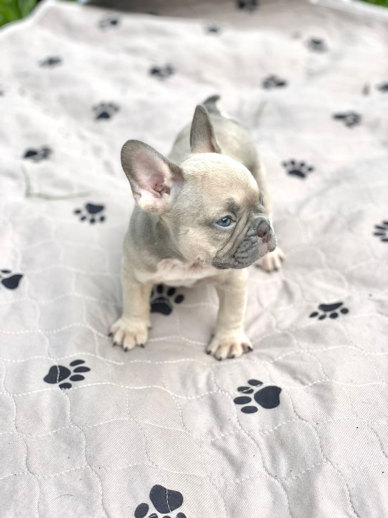 Exotic French Bulldog Lilac Merle Dior - 4