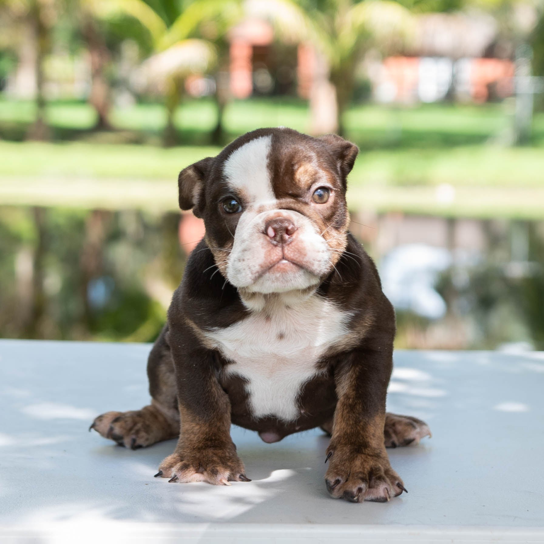French Bulldog lilac fawn male Moschino - 2
