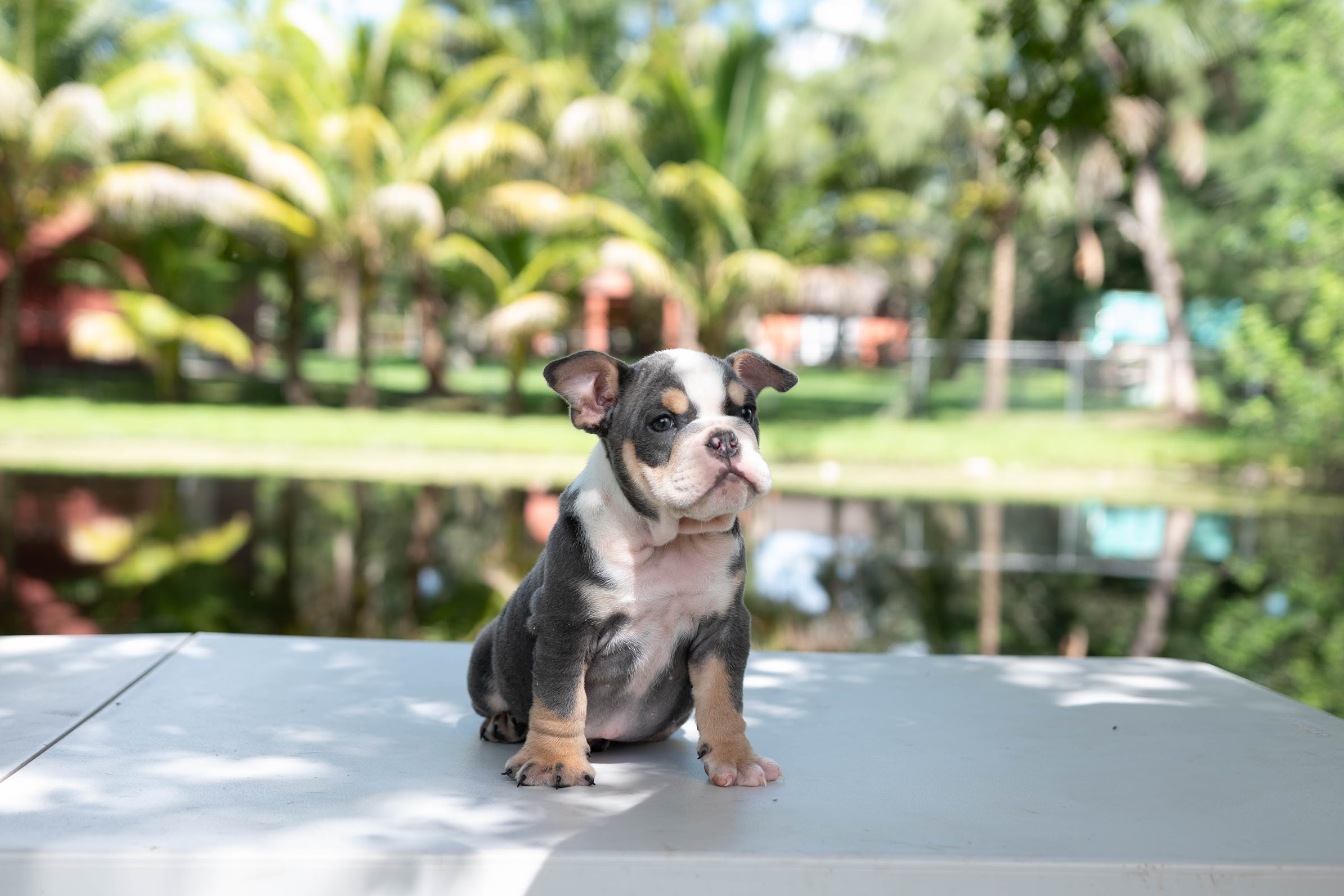 English bulldog blue tree Female Gabbana - 12
