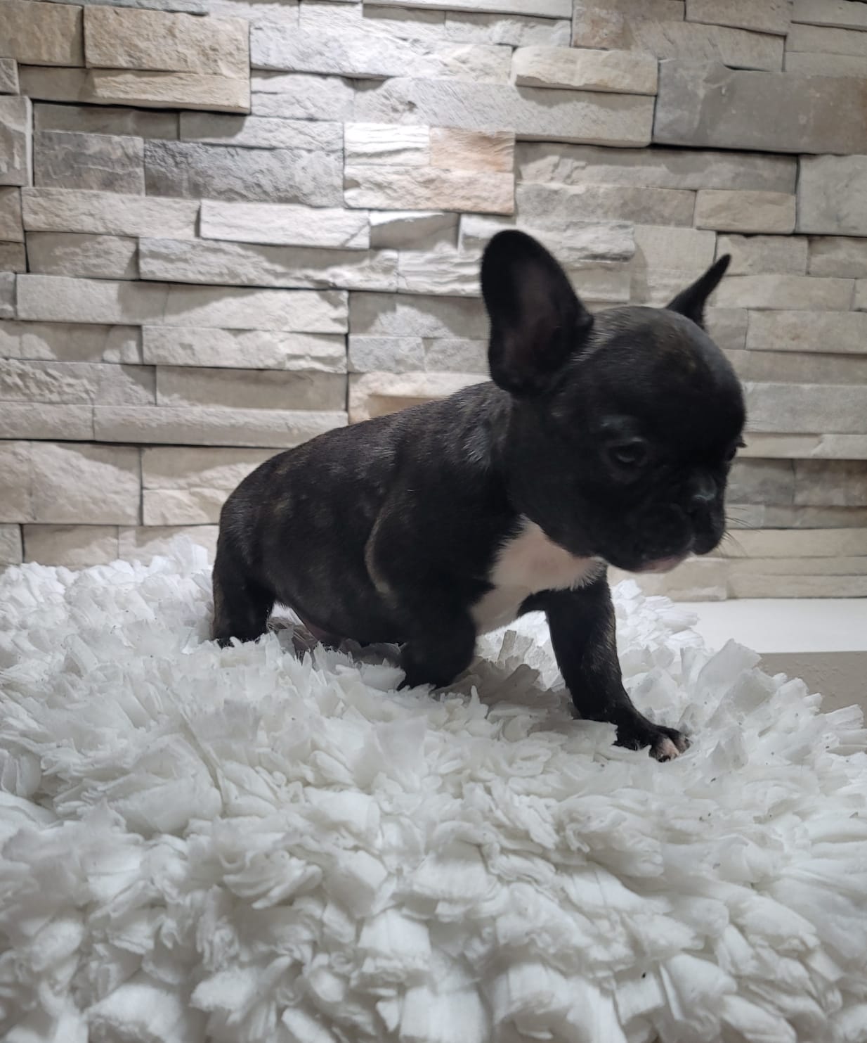 Beautiful Exotic French Bulldog Blue and Tan stud service Pluto - 2