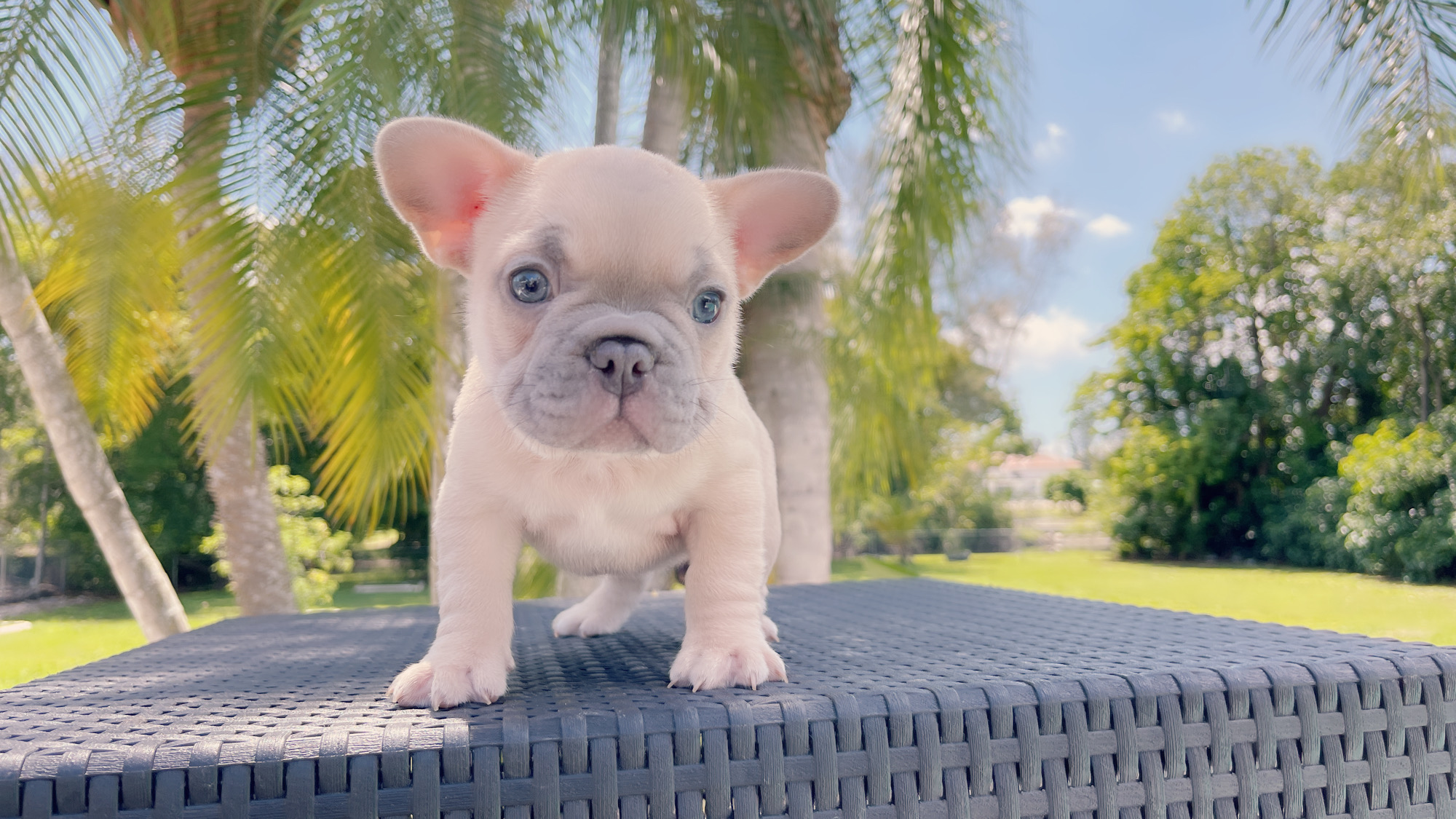 Exotic French Bulldog Lilac Fawn Male Zeus - 6
