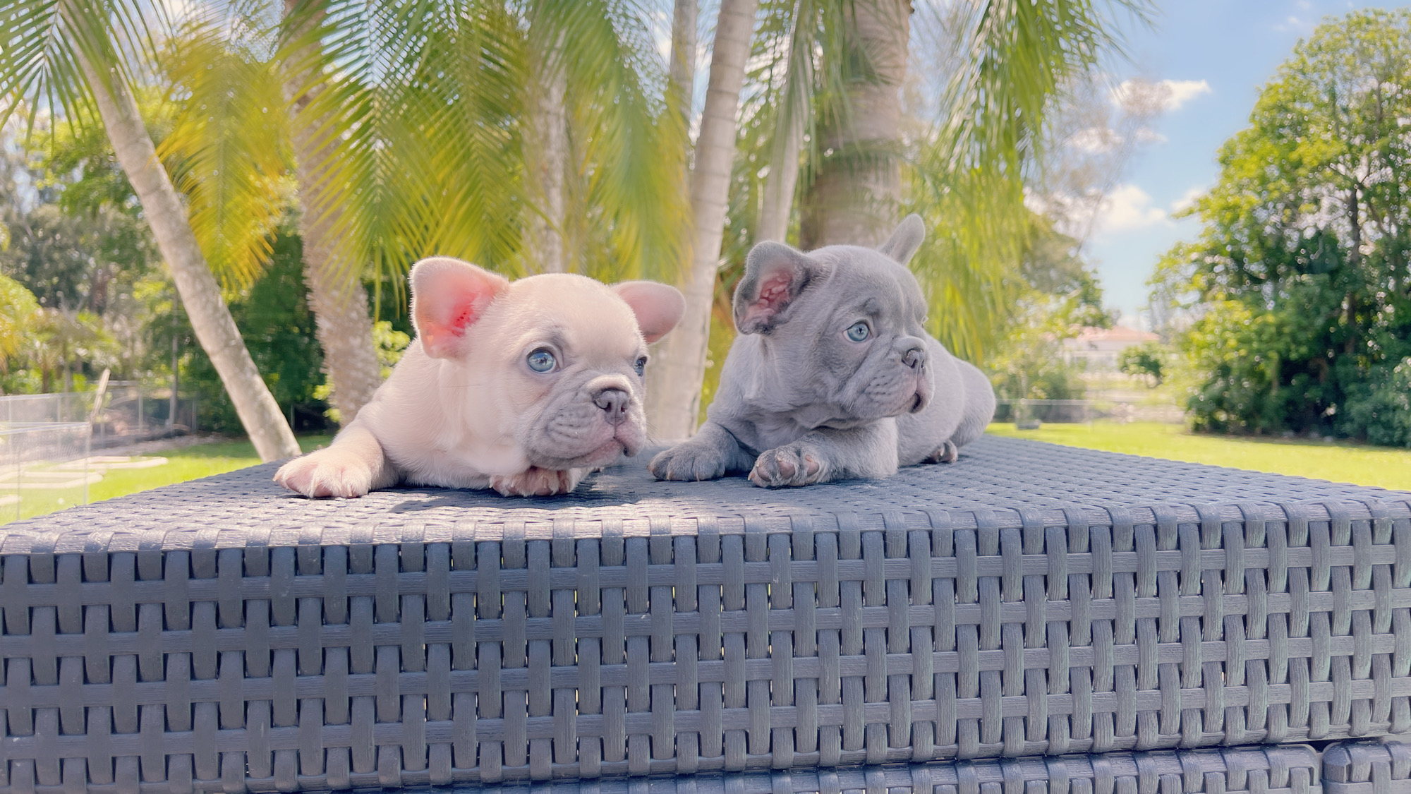 Exotic French Bulldog Lilac Fawn Male Zeus - 5