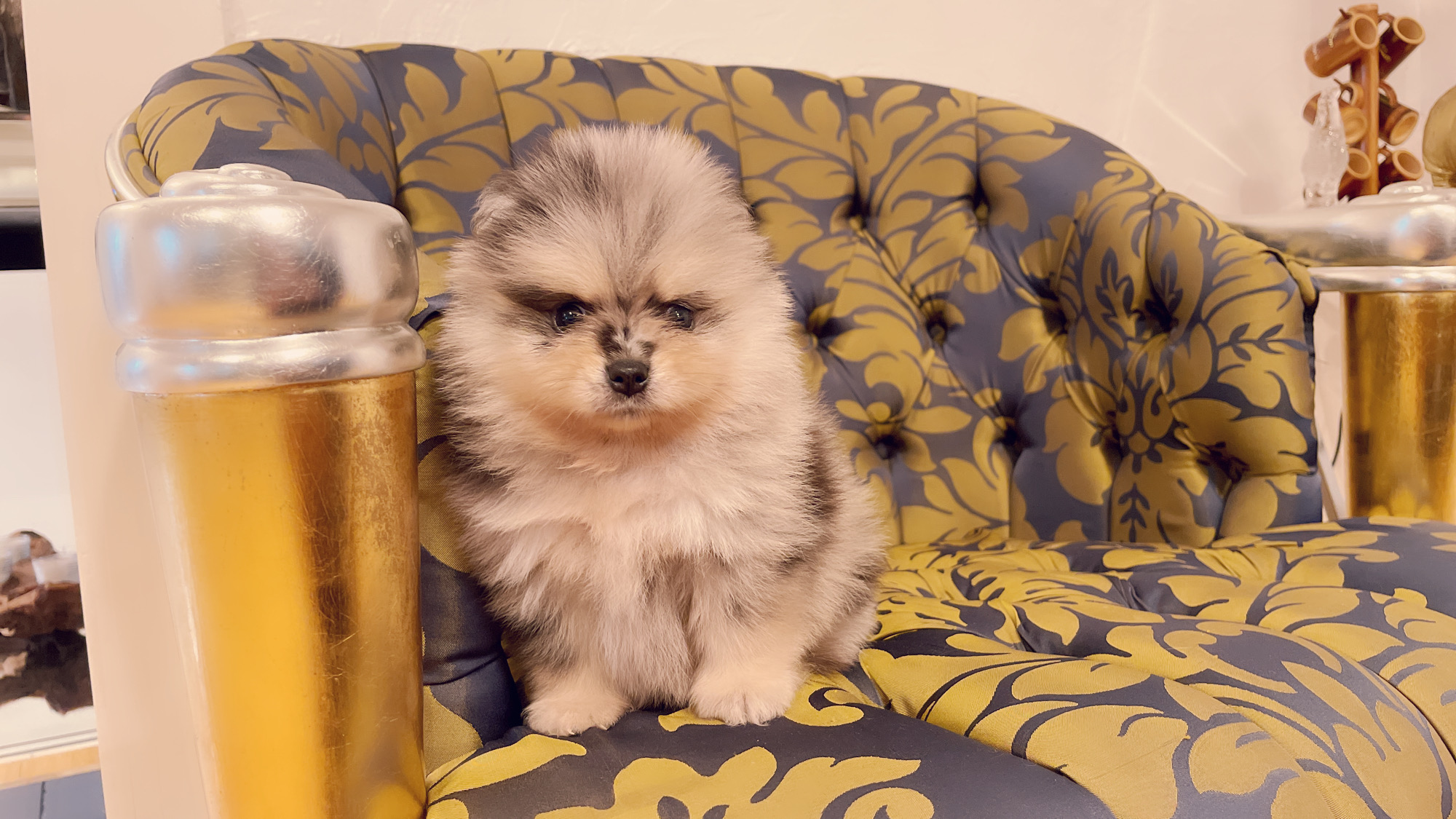 Beautiful Exotic French Bulldog Lilac Merle and Tan Master bulldog Rolex - 4