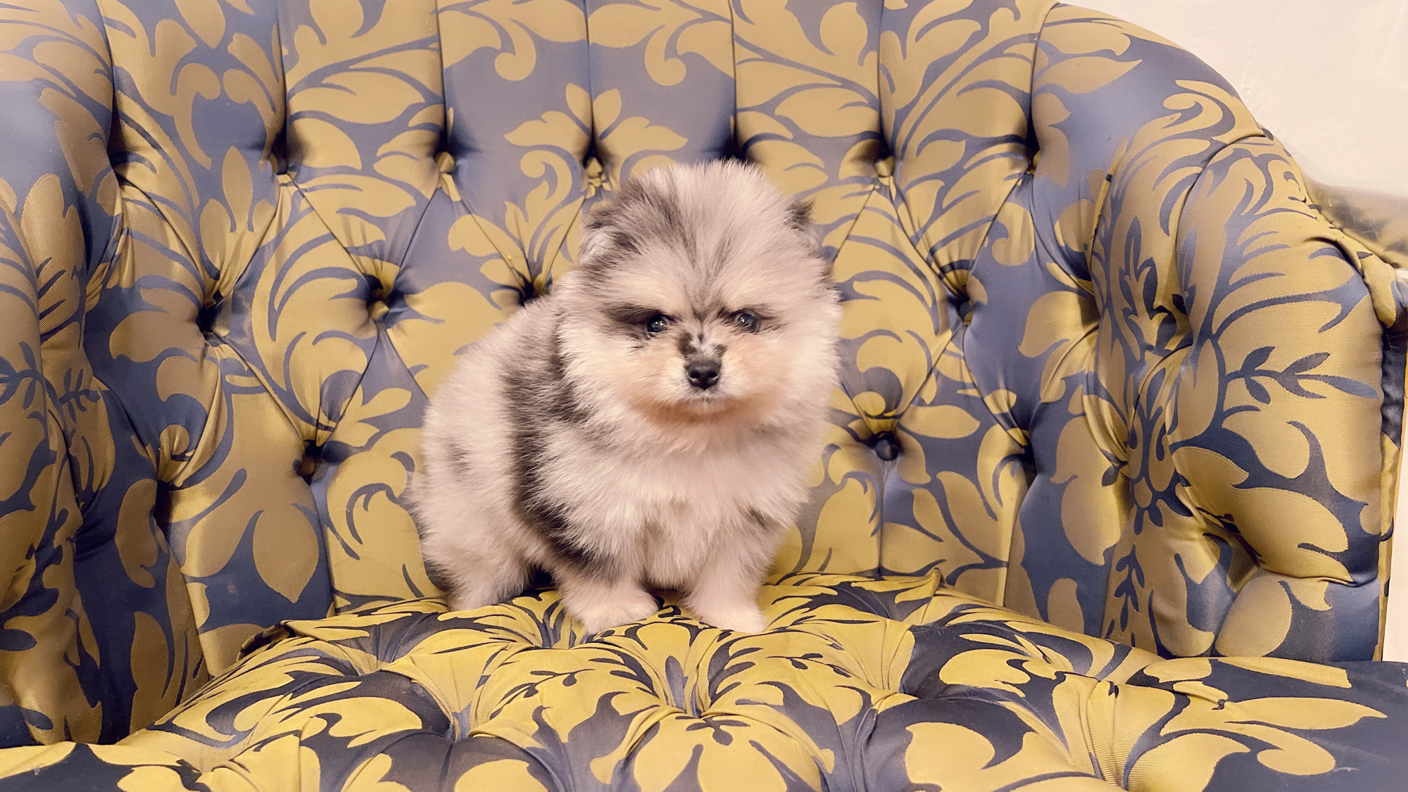 Beautiful Exotic French Bulldog Lilac Merle and Tan Master bulldog Rolex - 5