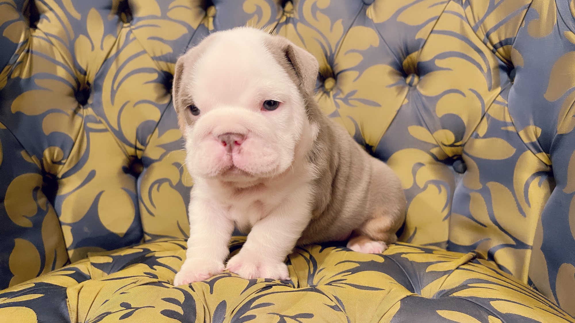 Beautiful Exotic French Bulldog Lilac Merle and Tan Master bulldog Rolex - 7
