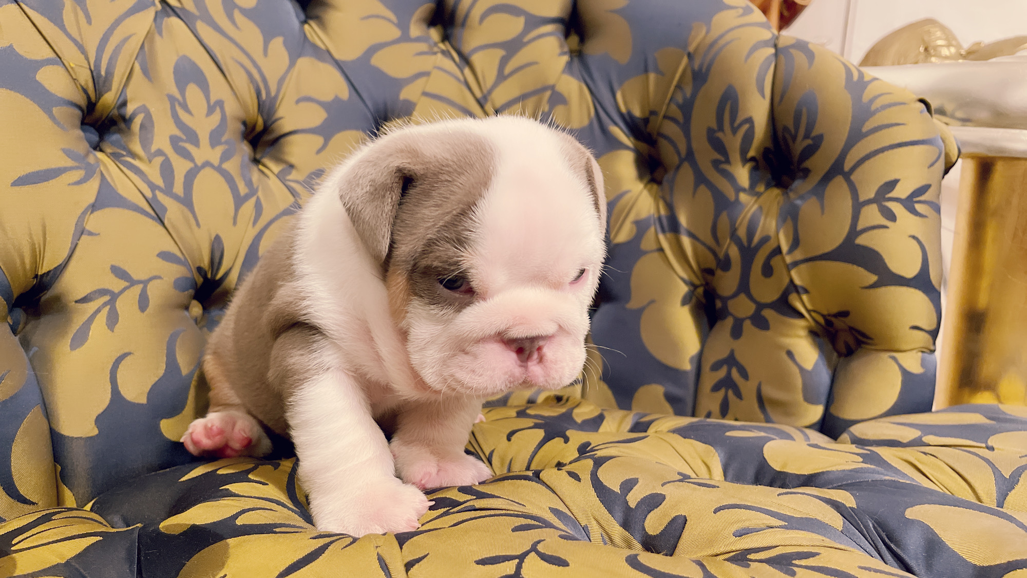 Beautiful Exotic French Bulldog Lilac Merle and Tan Master bulldog Rolex - 8