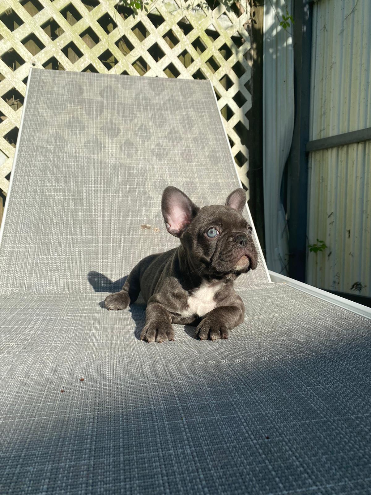 Angel Beautiful Exotic French Bulldog Blue Merle