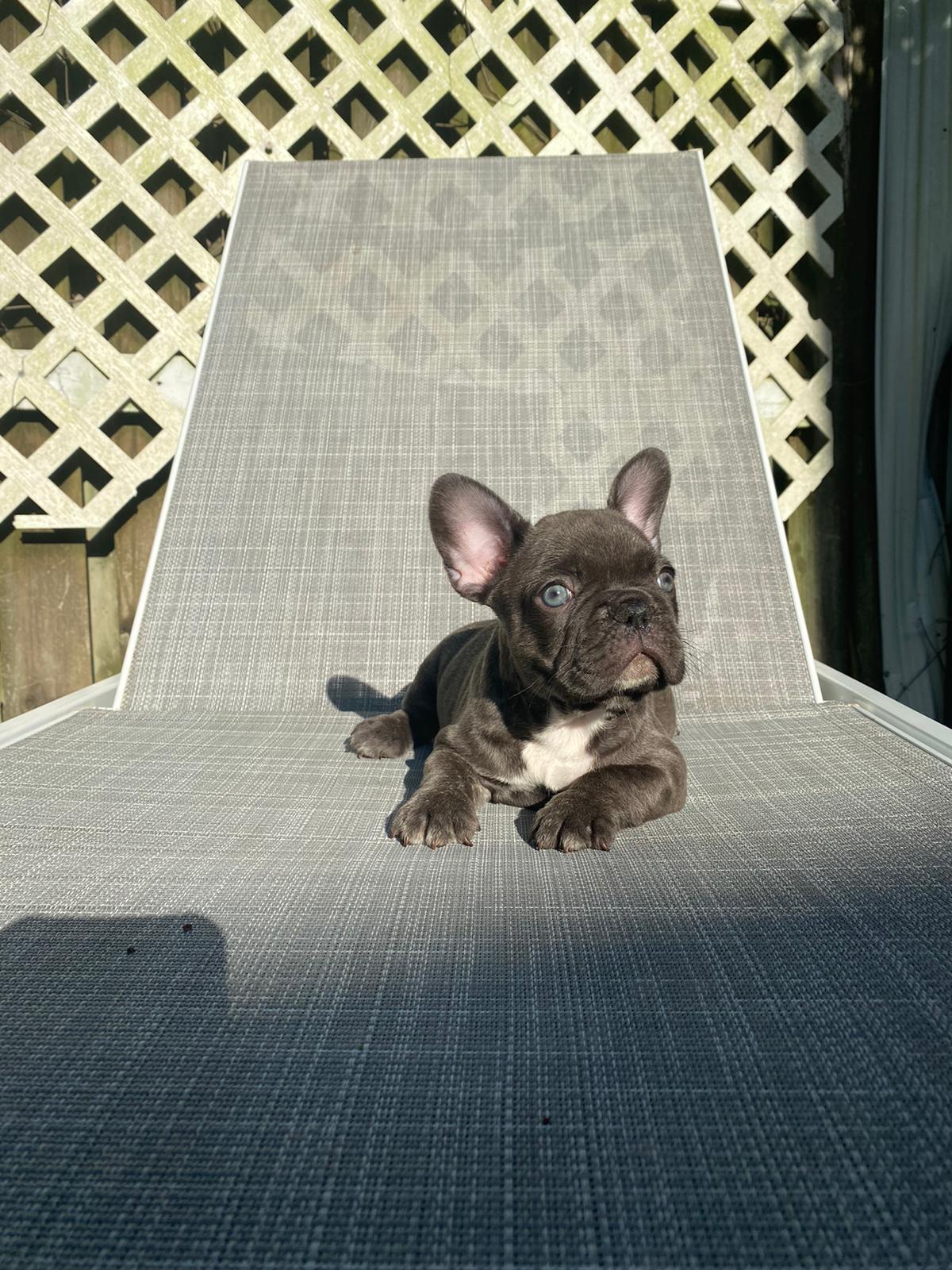Angel Beautiful Exotic French Bulldog Blue Merle - 3