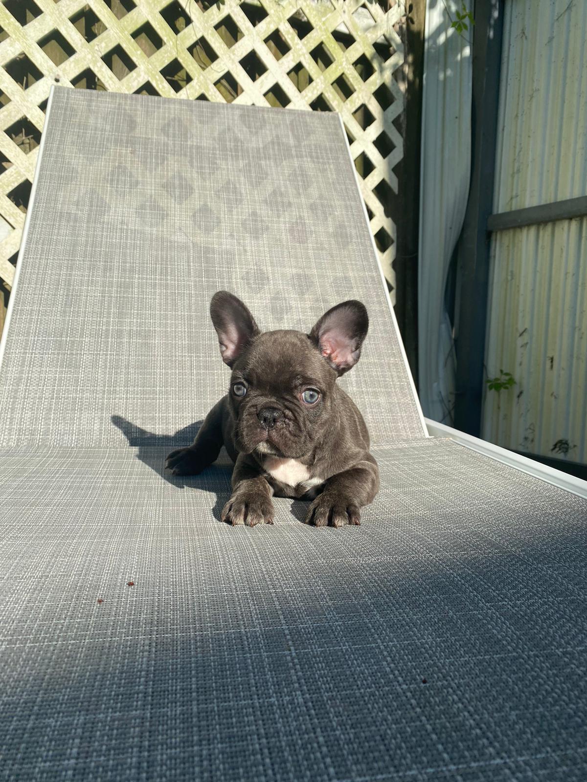 Angel Beautiful Exotic French Bulldog Blue Merle - 4