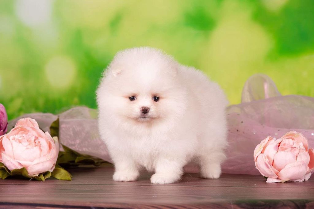 Beautiful Exotic French Bulldog Lilac Merle and Tan Master bulldog Rolex - 2