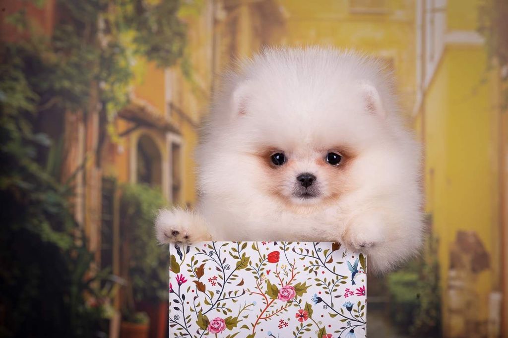 French Bulldogs Exotic Color - 2