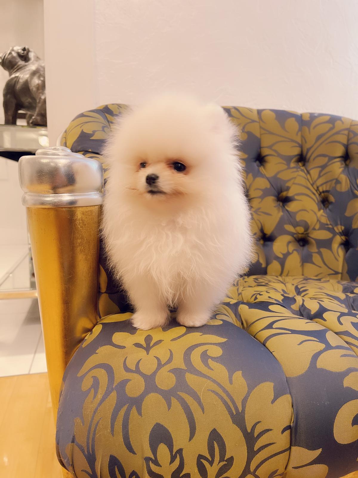 Beautiful Exotic French Bulldog Full Isabella stud Mr Isabella - 3