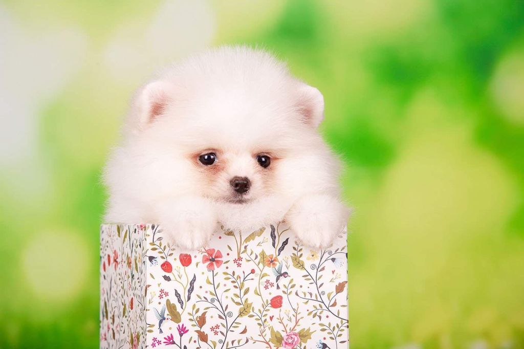 Beautiful Exotic French Bulldog Lilac Merle and Tan Master bulldog Rolex