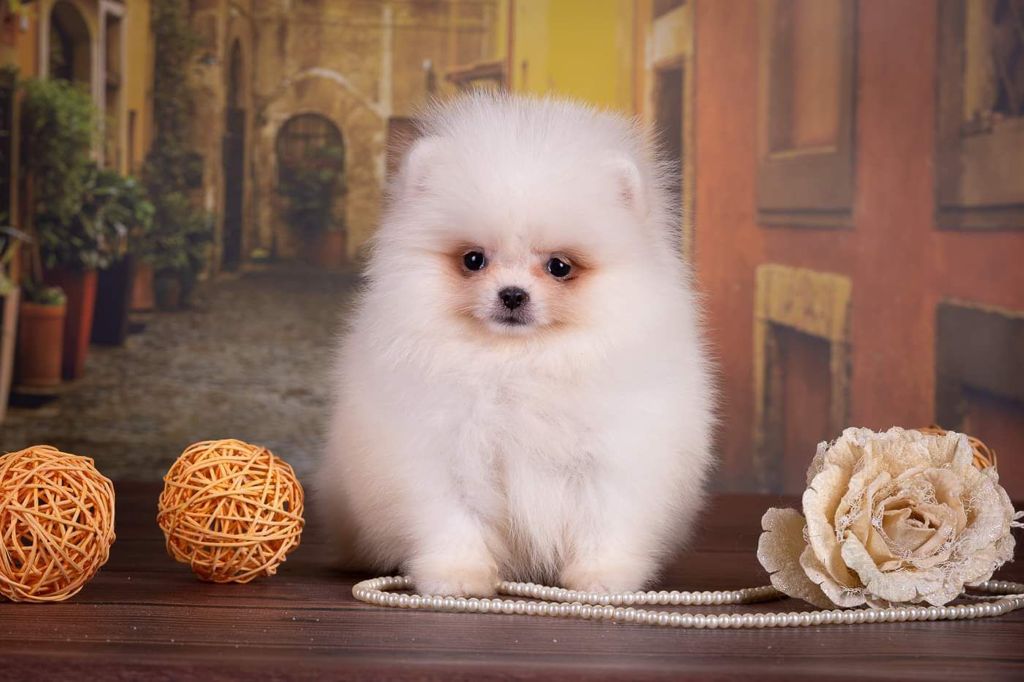 French Bulldogs Exotic Color - 3