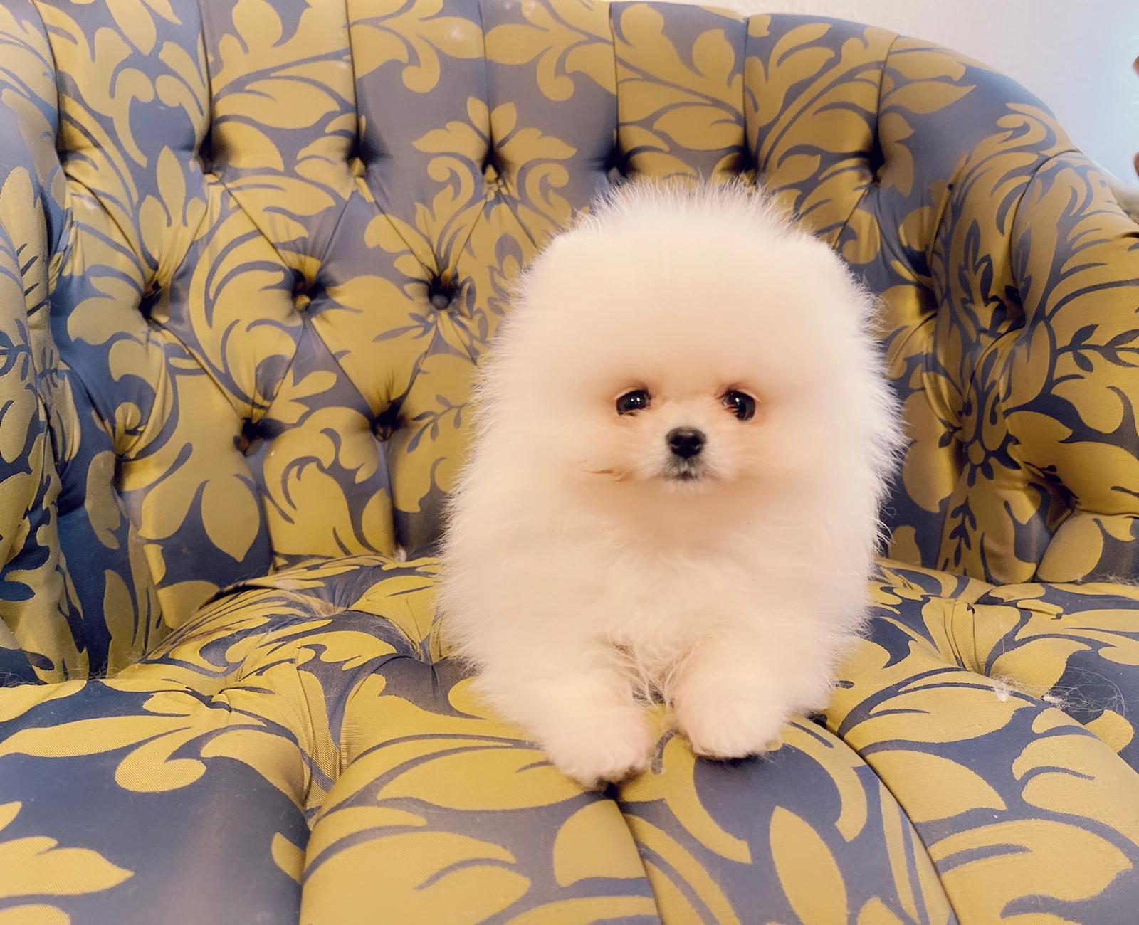 Beautiful Exotic French Bulldog Full Isabella stud Mr Isabella - 2