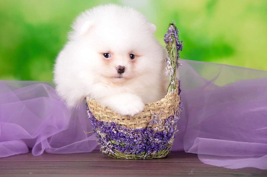 Beautiful Exotic French Bulldog Lilac Merle and Tan Master bulldog Rolex - 4