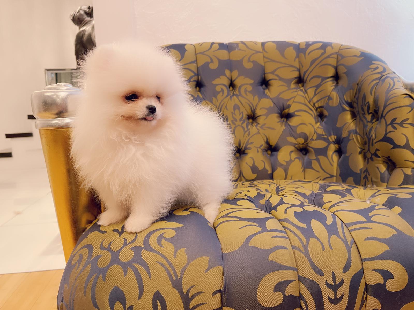 Beautiful Exotic French Bulldog Full Isabella stud Mr Isabella - 4