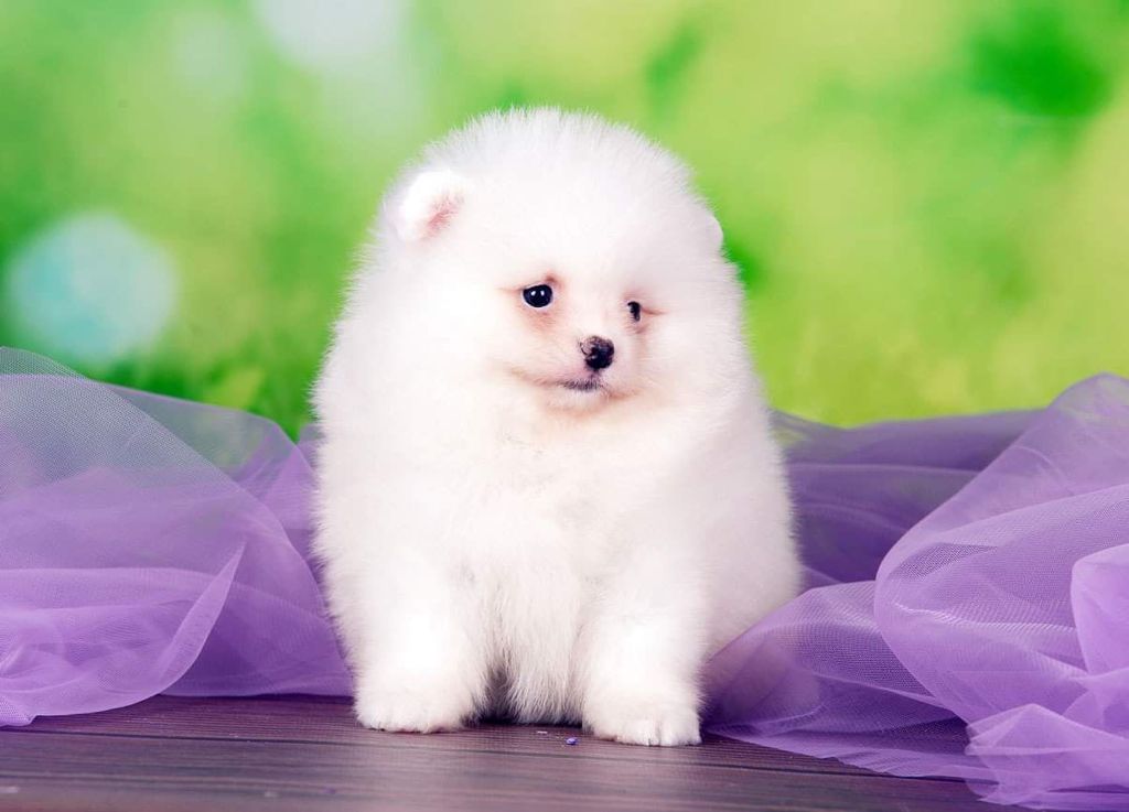 Beautiful Exotic French Bulldog Lilac Merle and Tan Master bulldog Rolex - 5