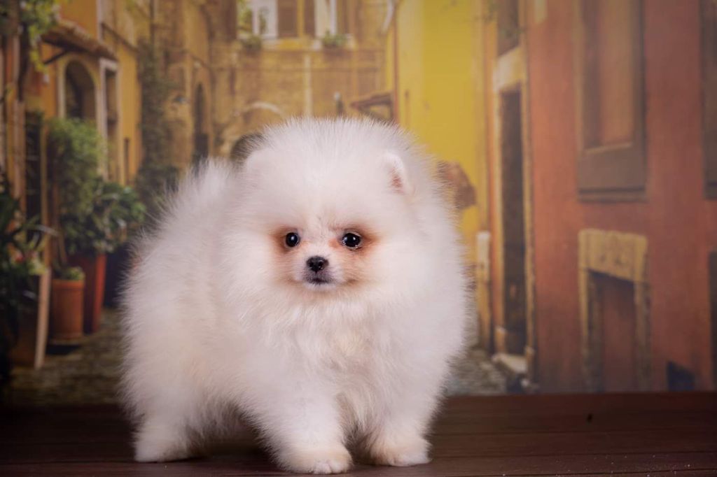 French Bulldogs Exotic Color - 5